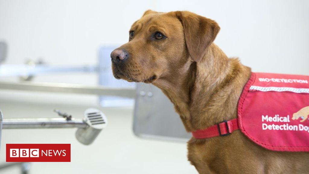 Trial starts to see if dogs can ‘sniff out’ infection