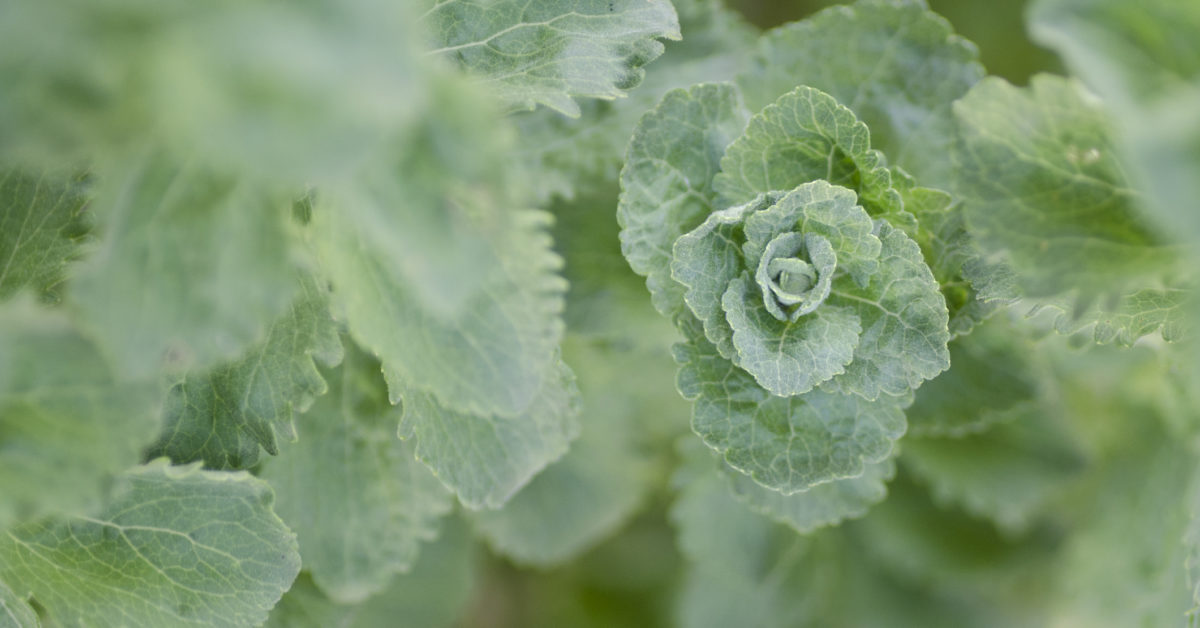 Stevia extract reduces signs of fatty liver disease