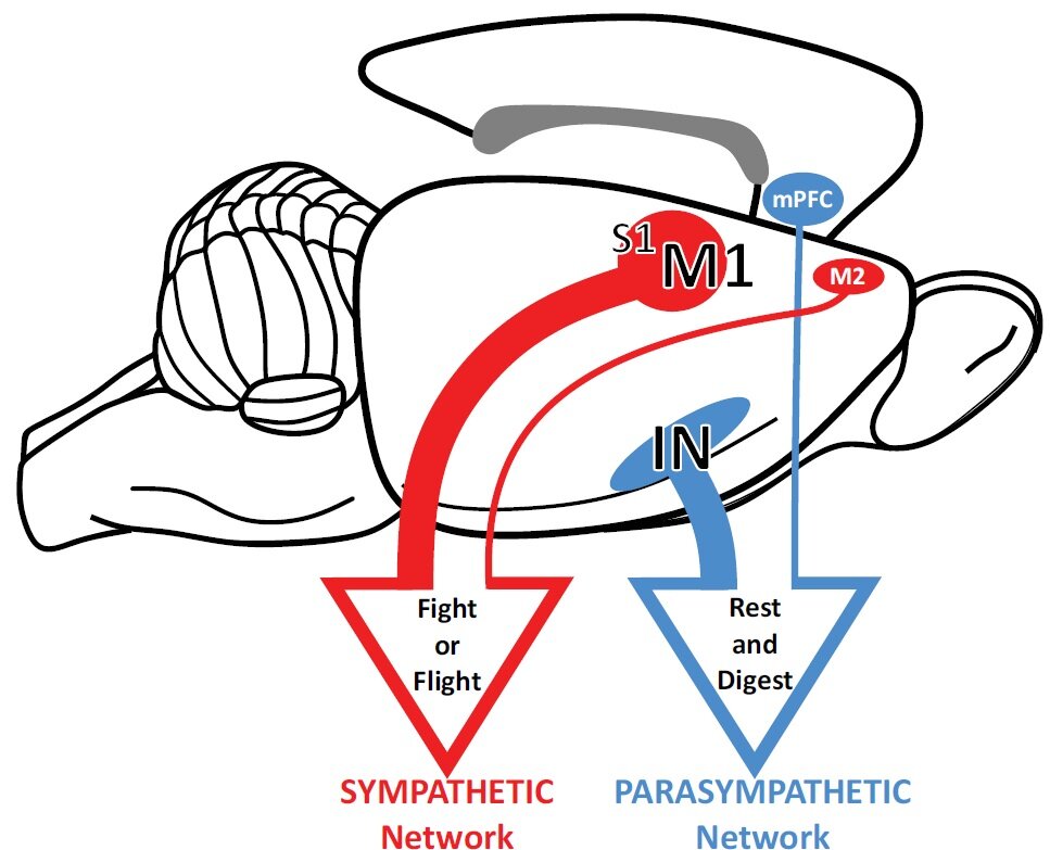 Research study traces brain-to-gut connections