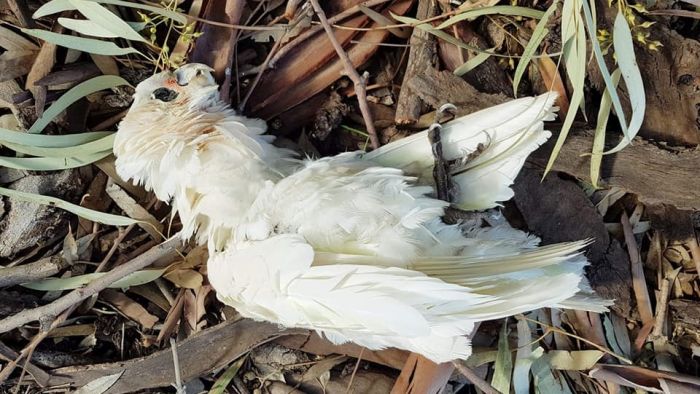 RSPCA confirms investigation into corella deaths north of Adelaide