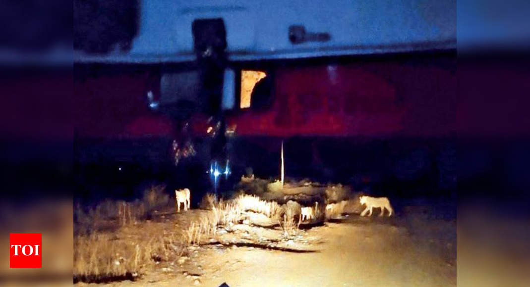 Gujarat: Baby born in ambulance as lions block road