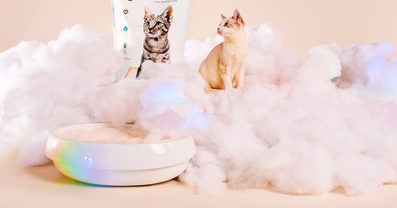 Rainbow Cat Litter Could Assist Display Your Feline’s Health