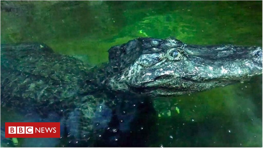 Berlin fight survivor Saturn the alligator dies