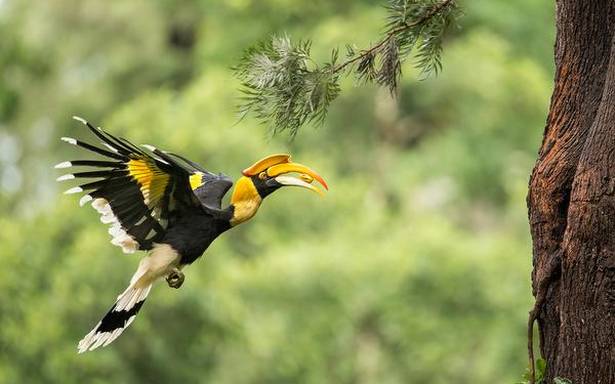 During lockdown, MoEFCC panels cleared or went over 30 projects in biodiverse forests