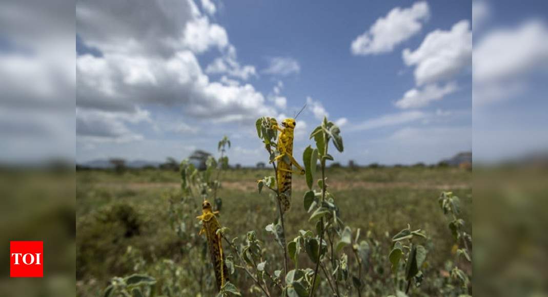 After wreaking havoc in Rajastan and MP, locusts attack UP