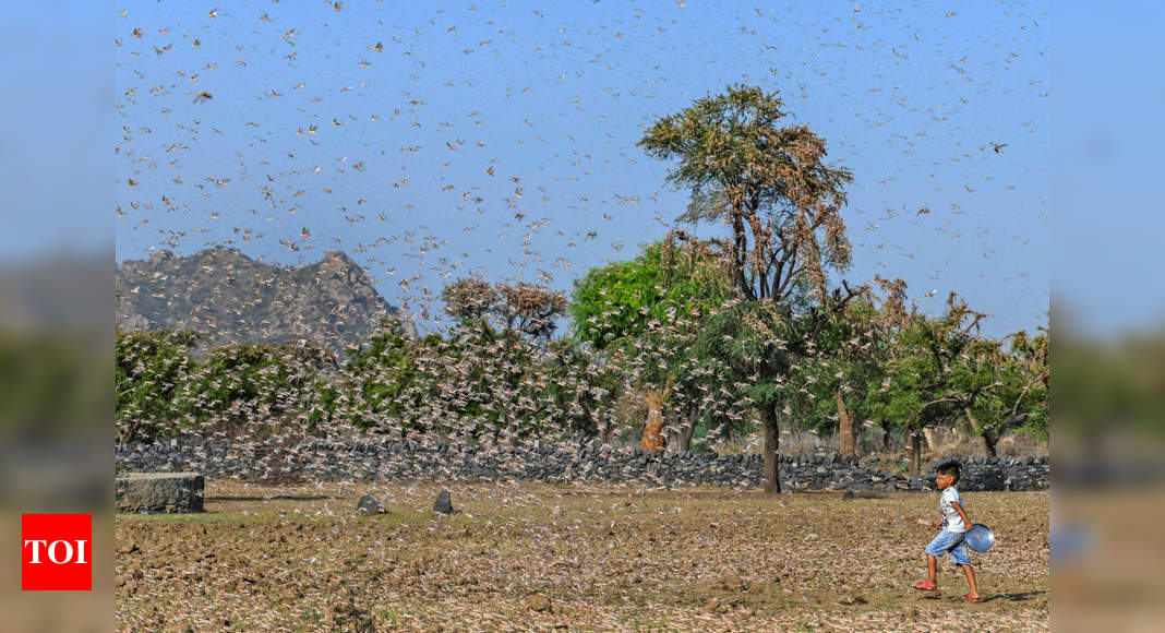 Locusts attack crops in several Indian states: All you need to know