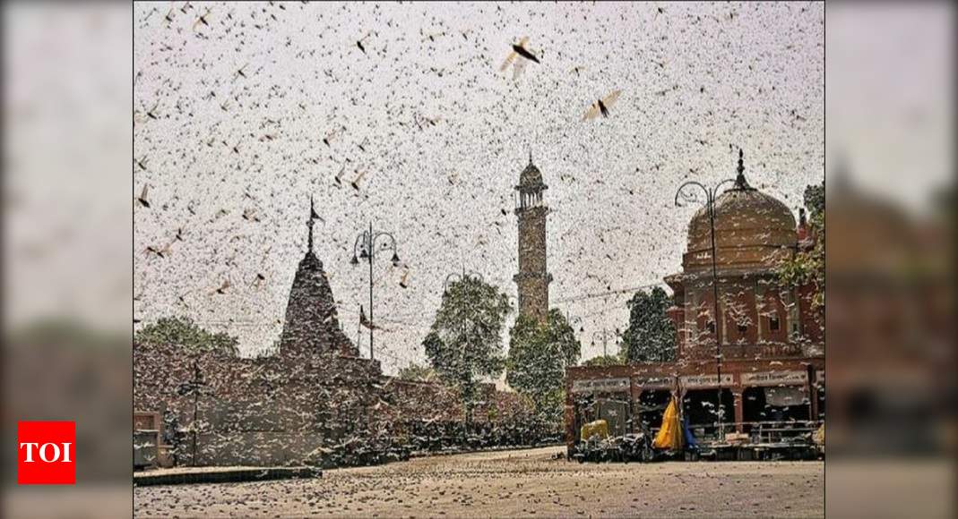 Locust swarms ‘headed’ to Delhi, UP braces for 2nd attack