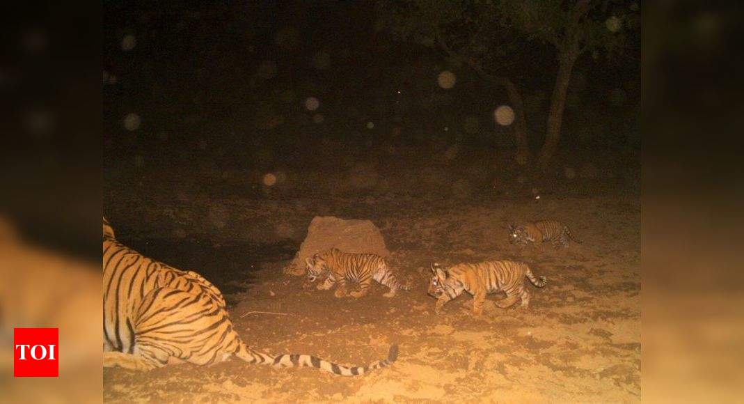 Rajasthan: Tigress ST-12 gives birth to triplets once again at Sariska