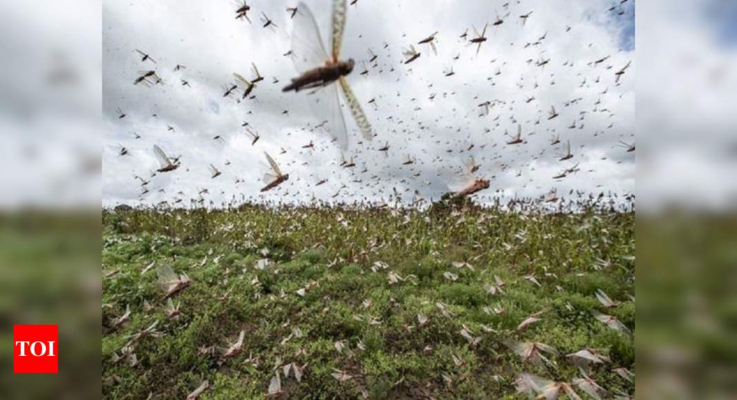 In a first, drone used to clear locust swarms in Chomu