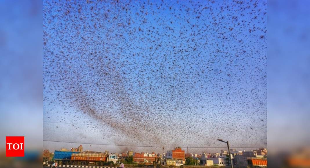 States step us efforts to tackle locust attack: All you need to know