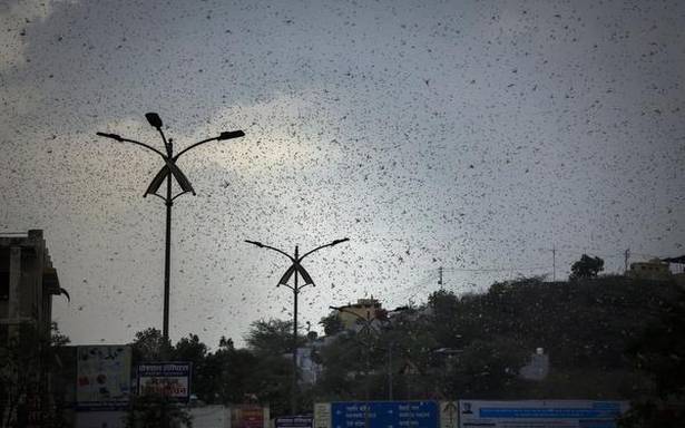 Locust attack: About 90,000 hectares struck in 20 Rajasthan districts