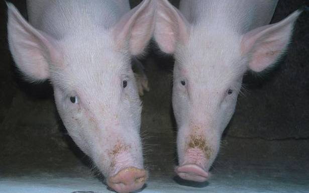 Mentioning swine fever, China prohibits pork imports from India