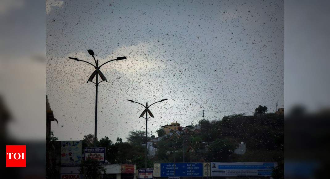 DGCA says locust swarms present hazard to airplane during landing and takeoff stage, concerns standards