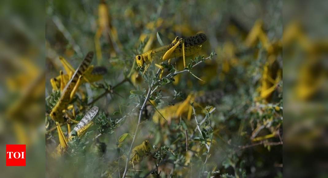 No threat to urban areas from locusts: UN body