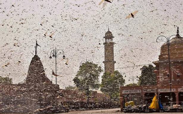 Rajasthan farmers, officials in night-long fight against locusts