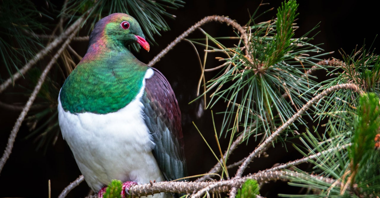 The Mission to Purge New Zealand of Invasive Predators