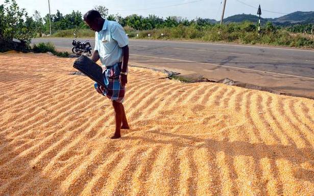 CCEA nod for sharp walking in MSP for pulses, oilseeds