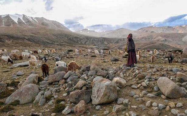 Anxious frontier robs Ladakh’s herders of pastures