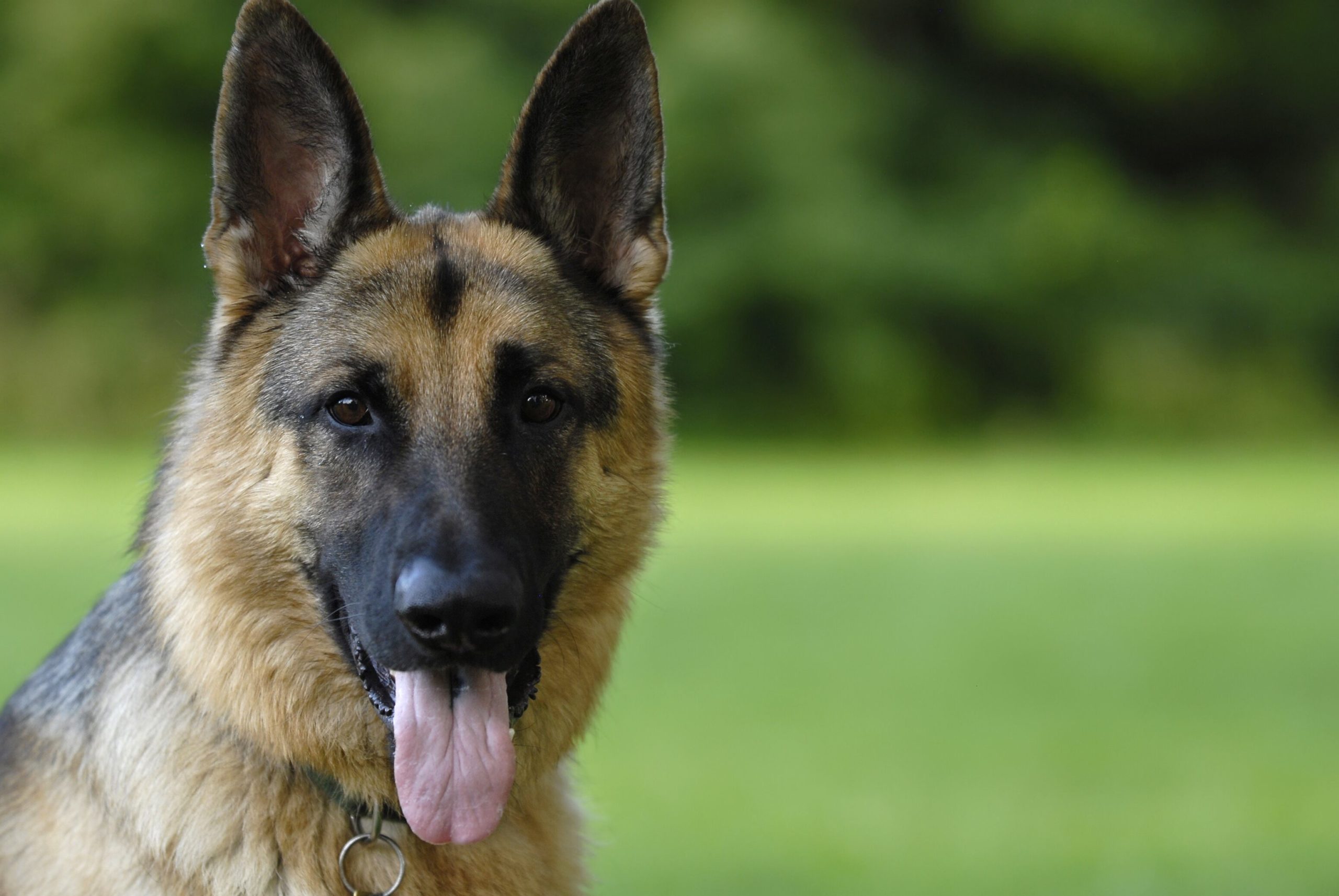 Coronavirus infects German shepherd, first dog to test positive for COVID-19 in US: officials