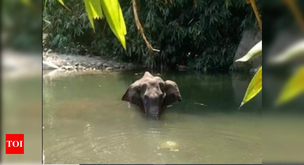 Death of wild elephant in Kerala: Forest department says probe making ‘significant headway’