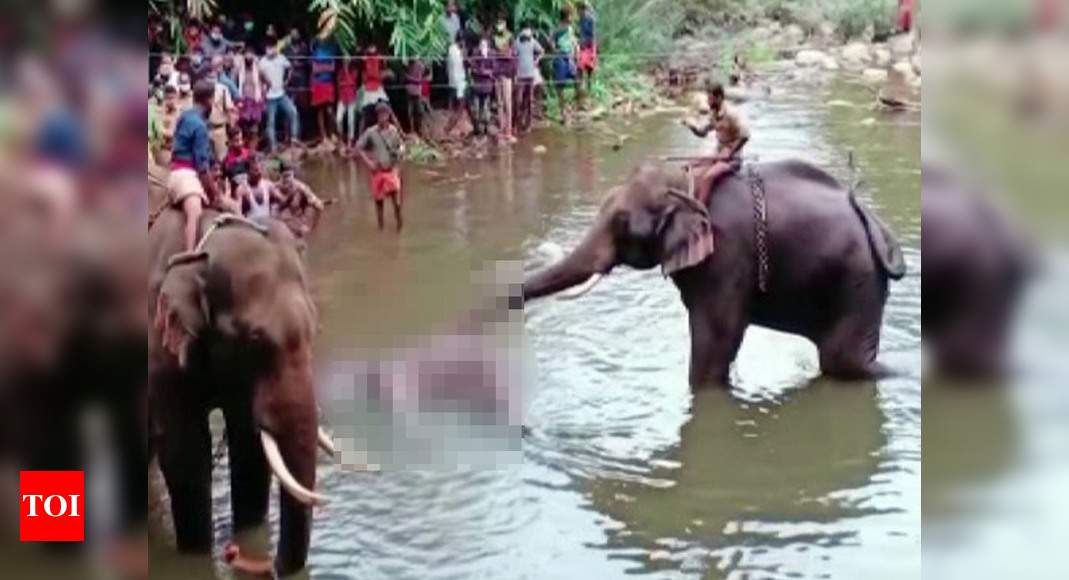 Killing of pregnant elephant in Kerala sets off across the country outrage