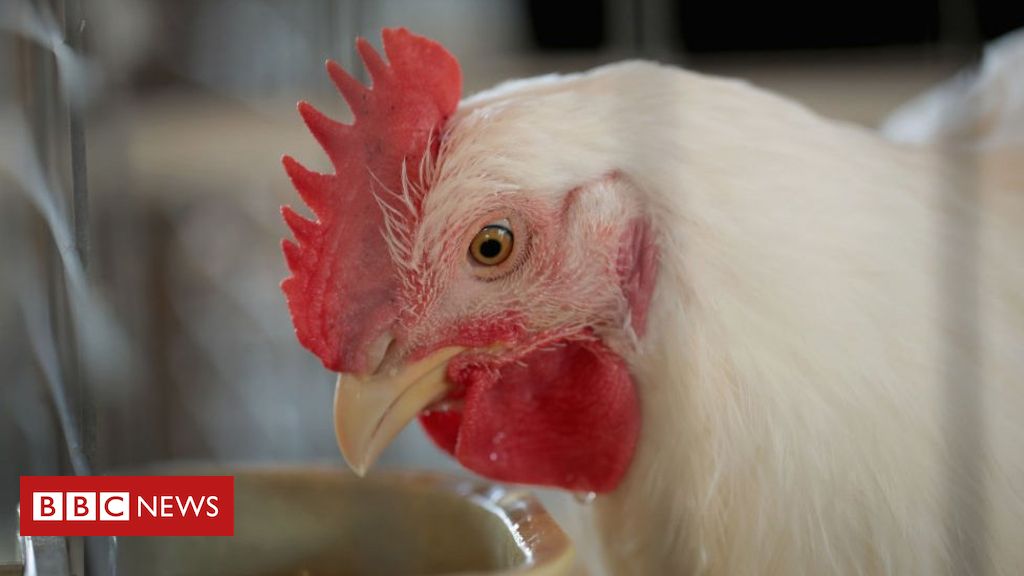 US poultry executives charged in chicken cost plot