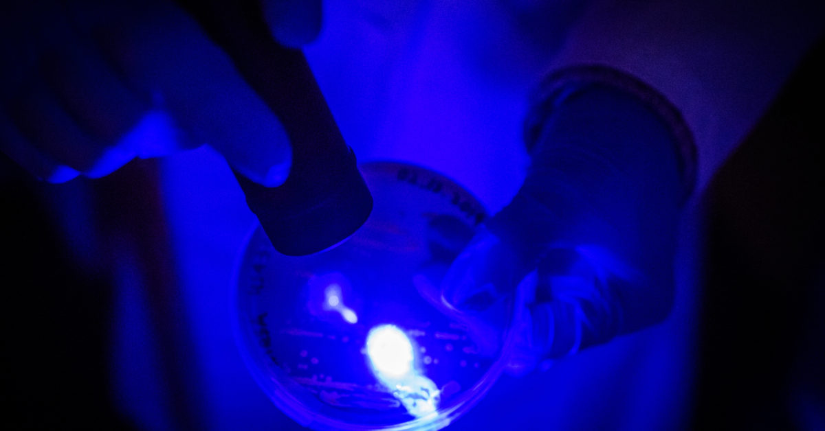 Blue light may be the secret to beating MRSA