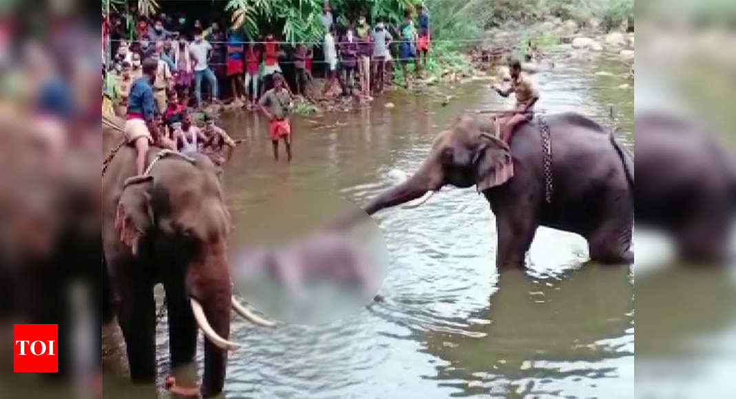 Kerala pregnant elephant killing: Polices apprehend one suspect