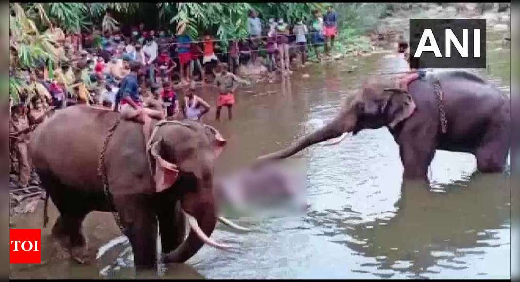 Kerala elephant killing: Jumbo had significant oral injuries; did not eat for almost 2 weeks prior to drowning, states post-mortem report