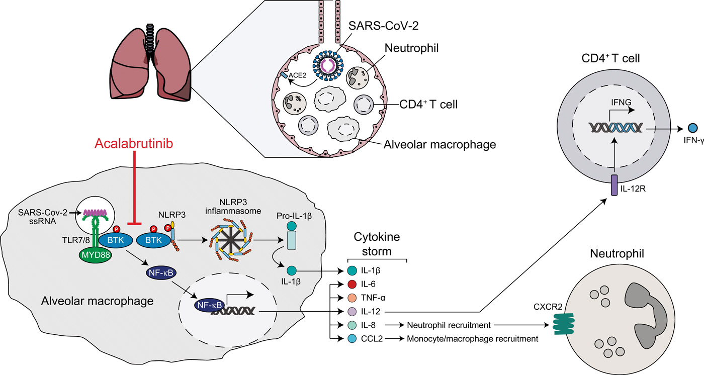 Inhibition of Bruton tyrosine kinase in patients with severe COVID-19