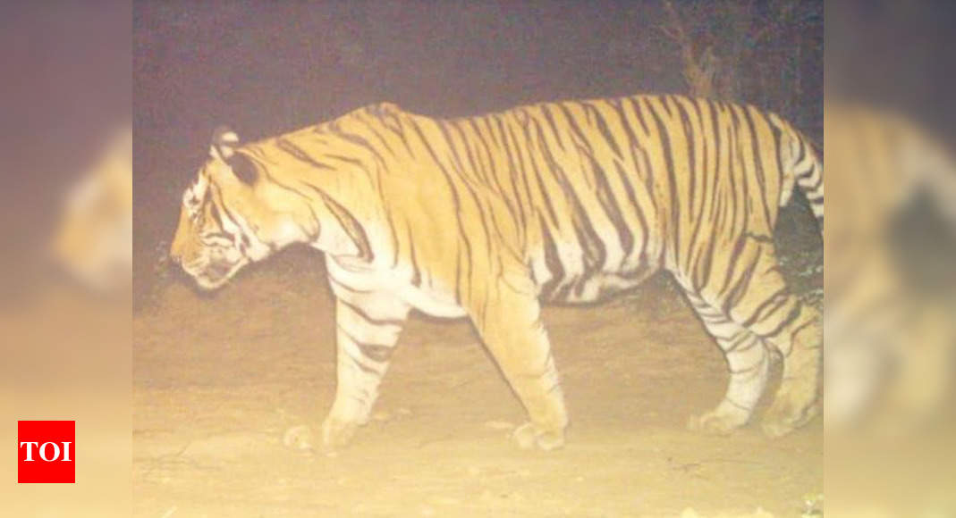 Tiger gets life behind bars for eliminating 3 humans