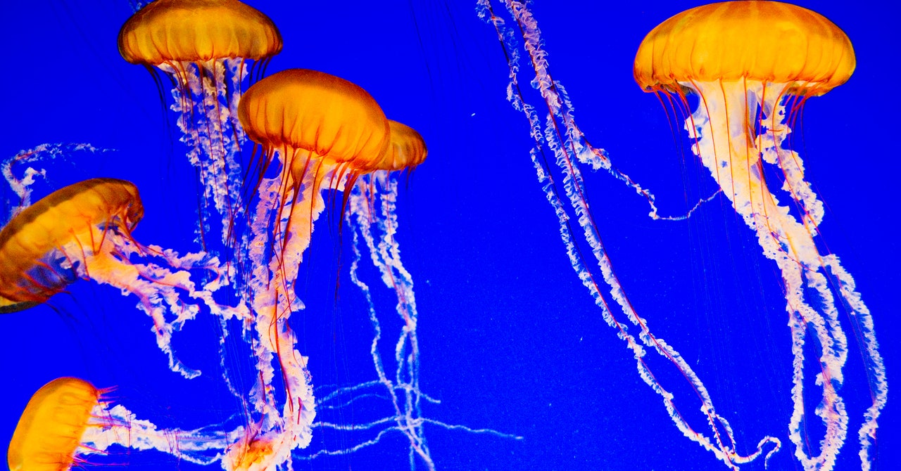 Behind the Scenes With the Monterey Bay Fish tank’s Master of Jellyfish