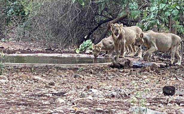 Gujarat’s pride grows as it now hosts 674 Gir lions