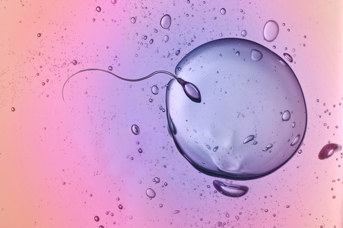 Women have extremely judgmental eggs when it concerns sperm, research study finds