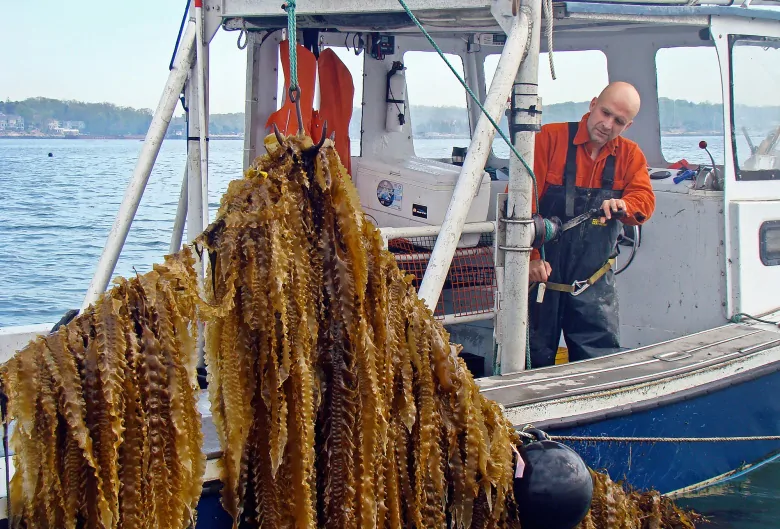 ‘Regenerative ocean farming’ could be coming soon to a coast near you | CBC News