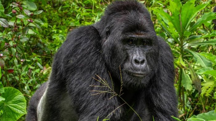 Four guys jailed over the killing of endangered mountain gorilla in Uganda