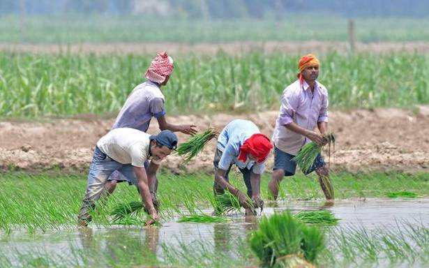 Yoked together, migrant workers and farmers are back in Punjab’s fields