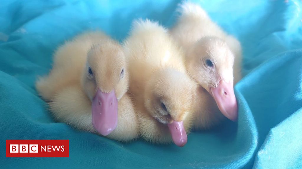 Lady hatches ducks from Waitrose eggs