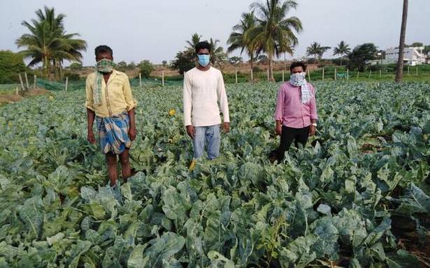 Gated community on Chennai’s IT Passage exceeds comfort zone, sources vegetables and fruits from faraway farms during May crisis