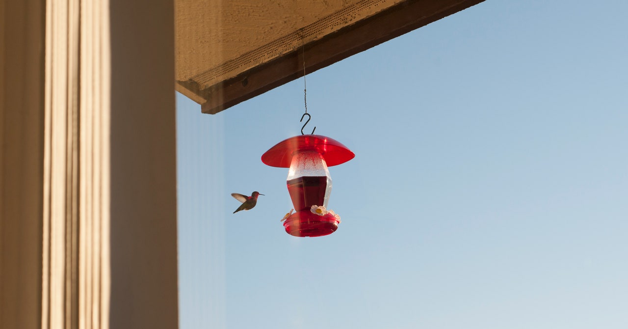 A Bird Feeder Will Bring You Joy