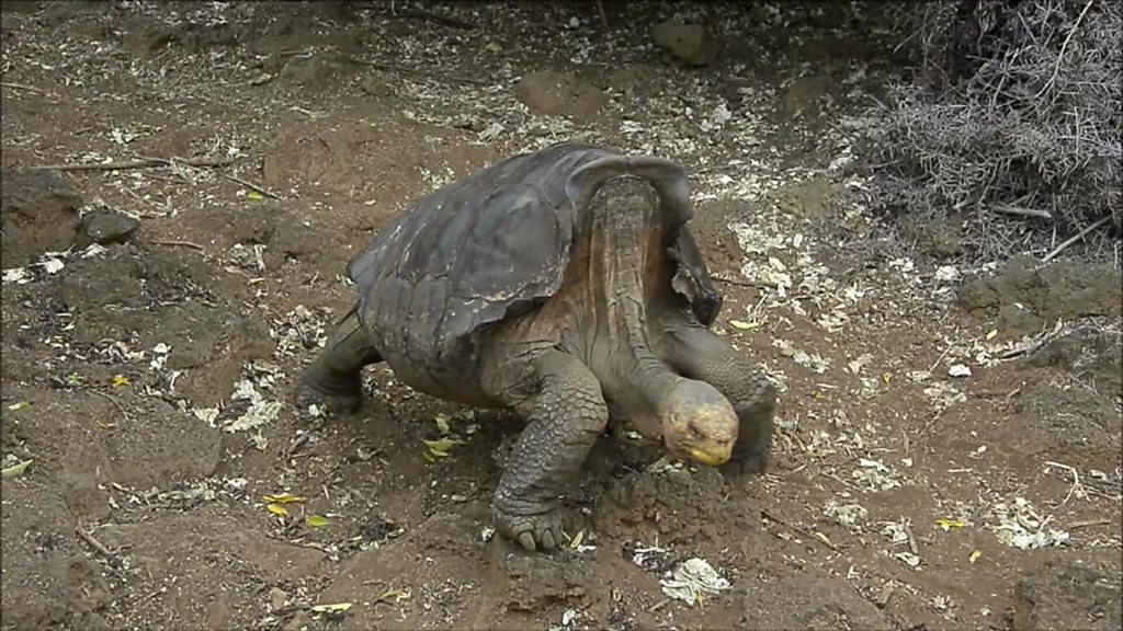 Tortoise with species-saving libido retires