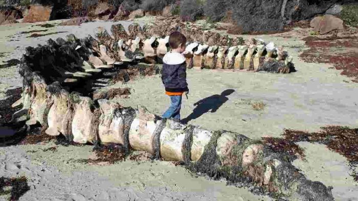 ‘You do not see that daily’: Six-metre whale spinal column discovered washed ashore in NSW