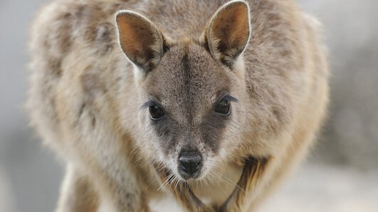 Tiny species of rock-wallaby get better from ravaging bushfire