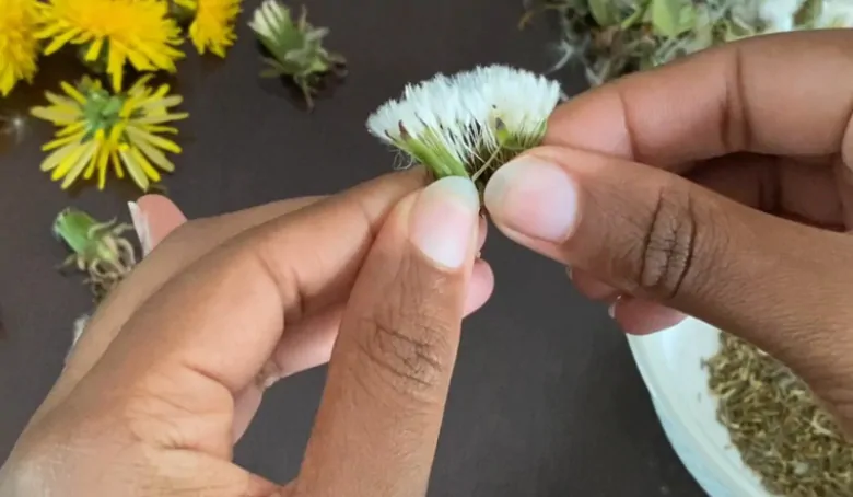 Eating wild plants is a ‘world that needs to be rediscovered’ | CBC News