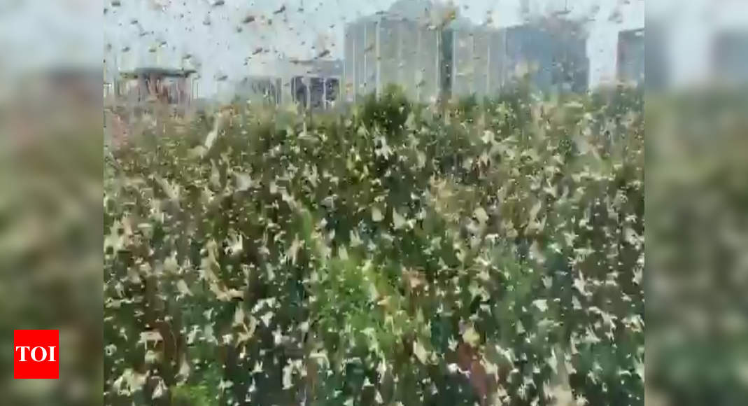 Locusts attack: Swarms reach Gurgaon