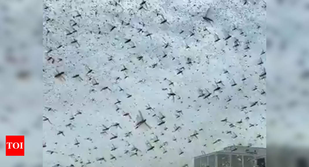 Locust swarms enter Gurugram, border areas in Delhi; Several UP districts suffer crop damage