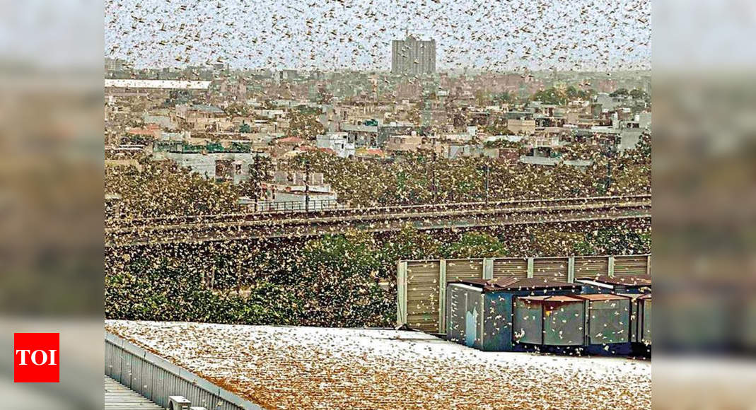 ‘Swarmageddon’ looks like this: Locusts fly into NCR