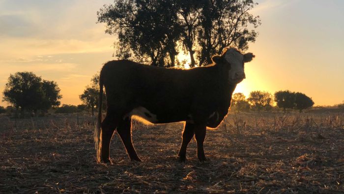 First round of $5b Future Drought Fund spending for farmers announced