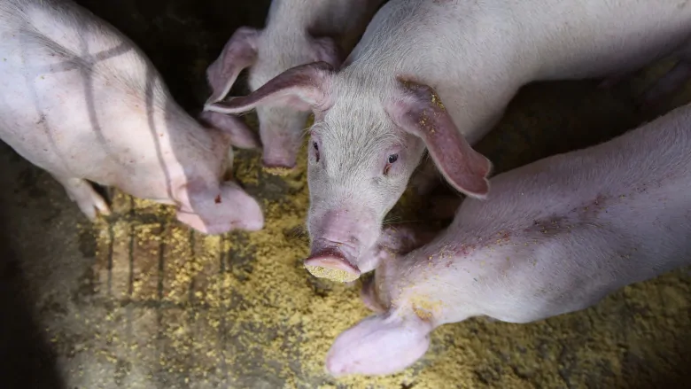 China study warns of possible new ‘pandemic virus’ from pigs | CBC News