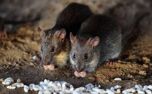 Suspected case of bubonic plague discovered in China’s Inner Mongolia